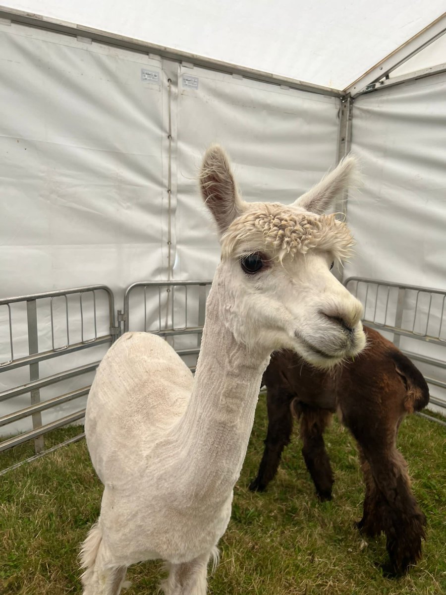Kinross Show tweet media