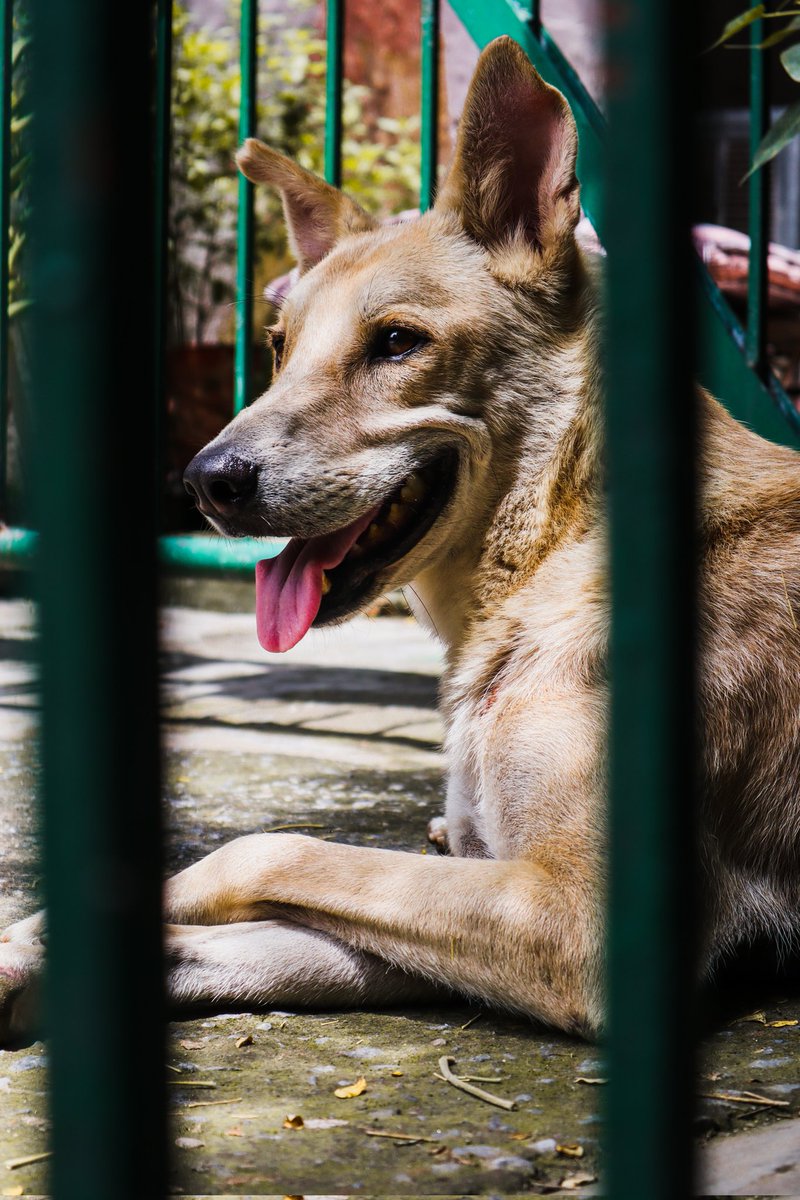 AdvikaClicks's tweet photo. Relaxing Street dog.
#streetdog #canonm50markii https://t.co/veMBCWNUwa