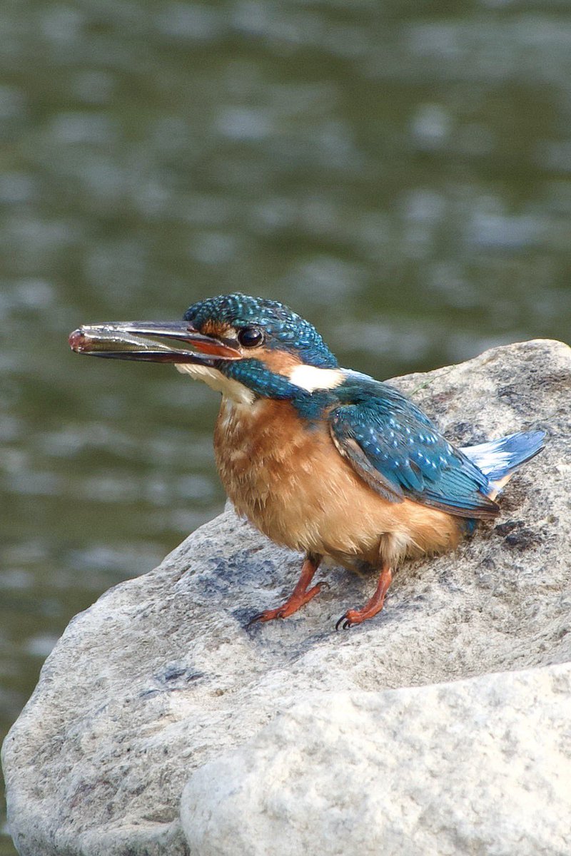 hertskingfisher's tweet photo. Spanish kingfisher in Andulasia. We watched it take about ten fish this morning. (Sony RX10iv) https://t.co/tQWuN1VEEc