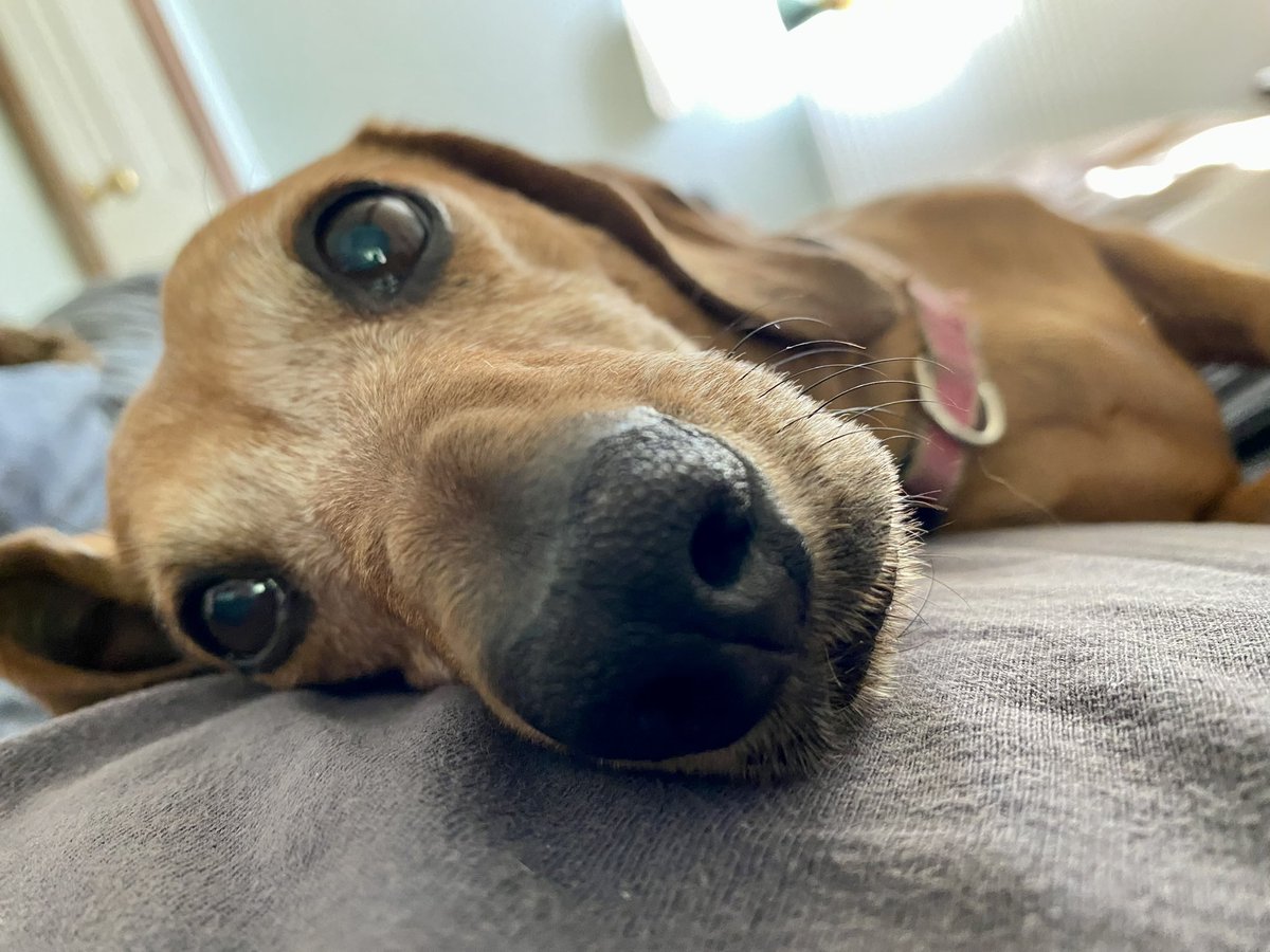 SausageDogHotel's tweet image. Lovely Lucy showing me how weak from hunger she is, and hoping for a small piece… #Groaker