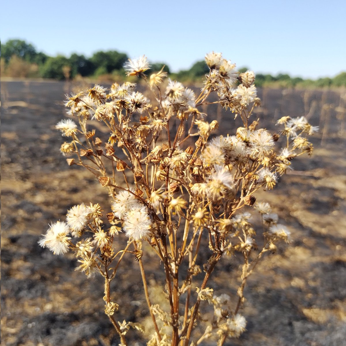 BookMinxSJV's tweet photo. A scorched earth 30 degree stroll down the #hanwellflight, over to #blackberrycorner and once round #warrenfarmnr to start the day. Whatever you've got planned this weekend, I hope at some point it includes shade, books, lollies, aircon, a gentle breeze, ice and a paddling pool. https://t.co/fVdaisz7Zr