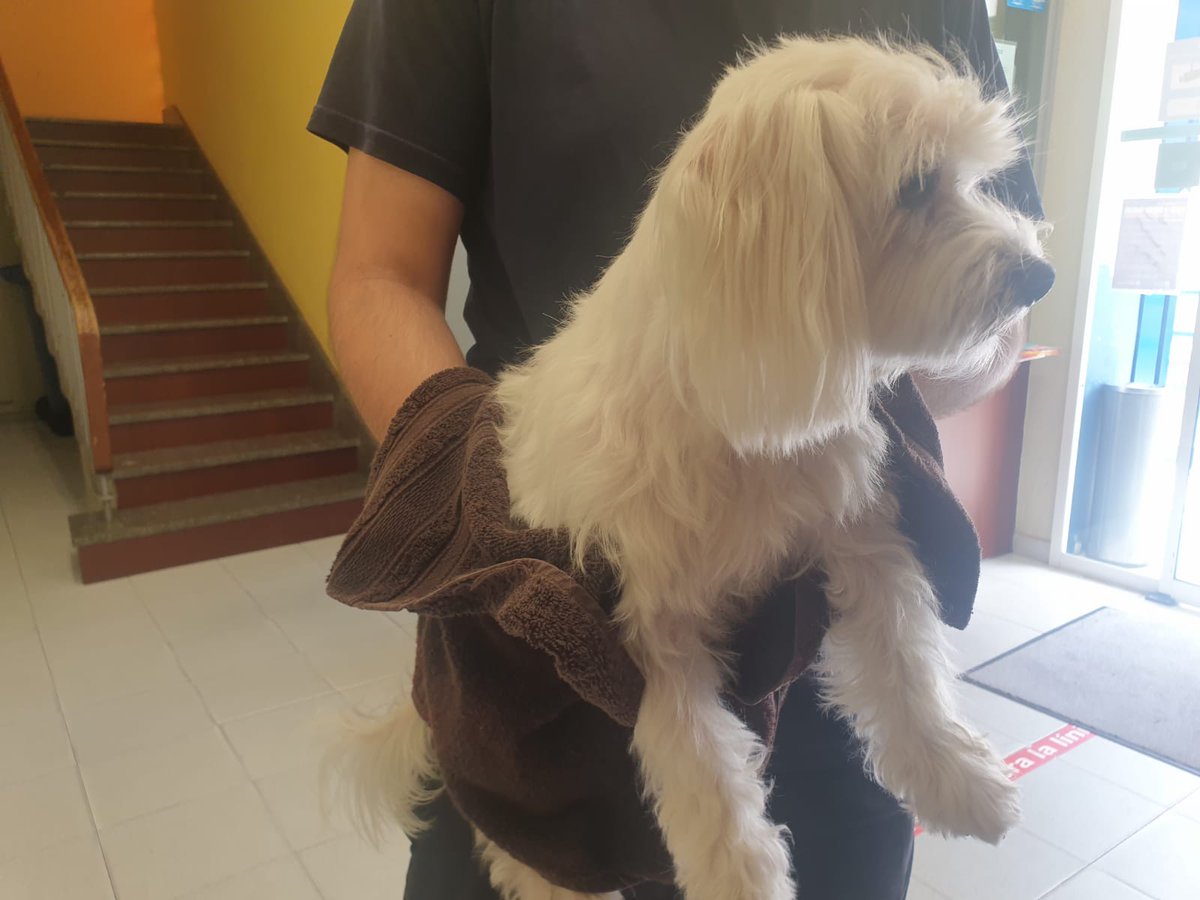 PLVNG's tweet photo. Necessitem la vostra ajuda!! Ens han portat dos gossos 🐶🐶 i una cacatua gala australiana 🐦. A veure si trobem als propietaris 🙏🙏🙏 #VNG #loveanimals #lovepets #caad https://t.co/QSIsTjtn0U