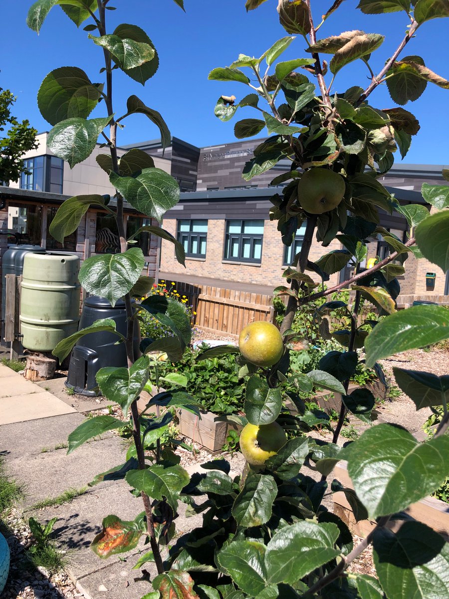We’ve got lovely looking apples on one of our recently planted apple trees <a href="/ST_NINIANS_PS/">St Ninians Primary School Stirling</a>