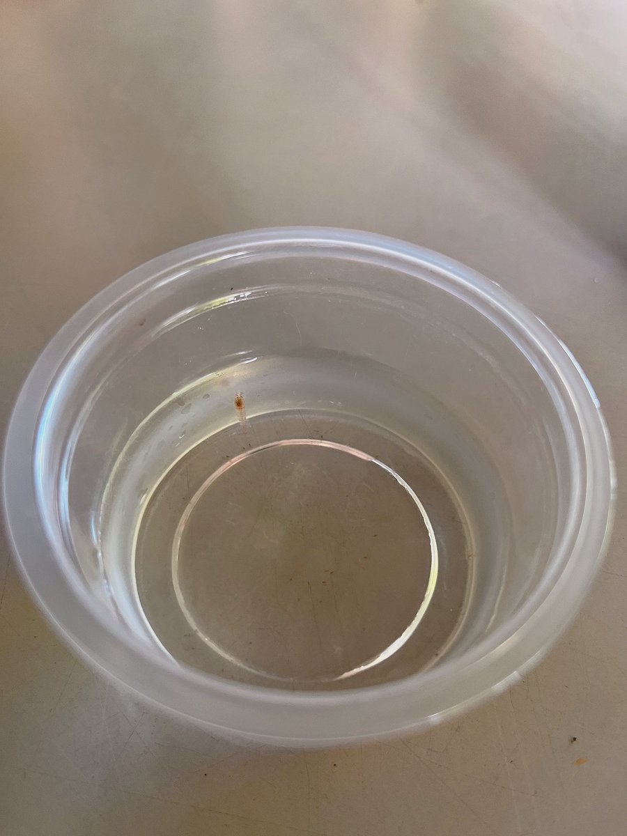 宜蘭輕旅行最終站，男友為我製作一份禮物🎁，最特別是瓶內有一隻小蝦蝦，居然回去不用餵食、換水，需要的是光照利用燈光產生水藻變成蝦蝦的食物行成瓶內食物鏈⋯⋯超特別可以養兩三年，最久14年超神奇😆。
#宜蘭勝洋休閒農場 https://t.co/RLndKD7ZXE