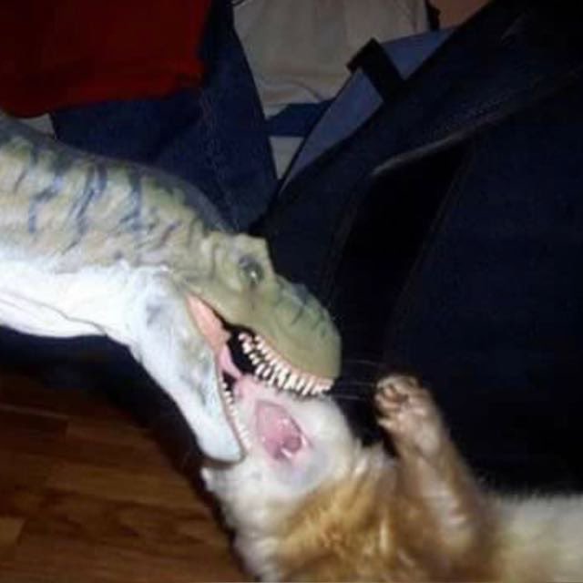 kronomuzik's tweet photo. Thread de chat qui se font mordre par des dinosaures https://t.co/4axZEFMwe1
