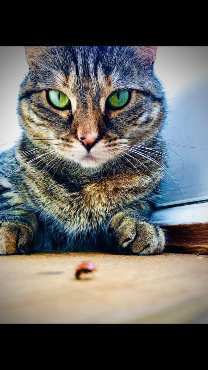rickygervais's tweet photo. Cat &amp; Beetle. https://t.co/esU05qJZk8