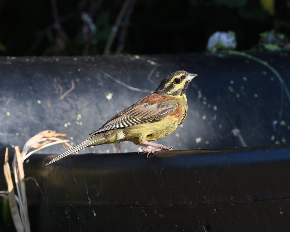 StephMurphy66's tweet photo. One murky water trough, filled with duck week and tadpoles. A great place to just stand and watch while many species had very early morning drink at Labrador Bay, #DEVON . Sadly some of the Goldfinch had quite bad papillomavirus. @Natures_Voice #LabradorBay https://t.co/169aQTXJme