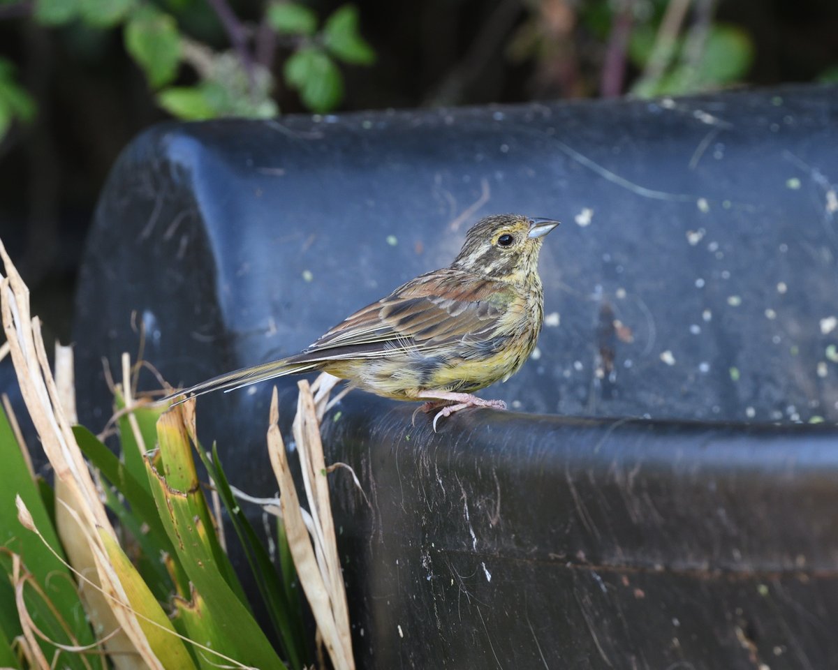 StephMurphy66's tweet photo. One murky water trough, filled with duck week and tadpoles. A great place to just stand and watch while many species had very early morning drink at Labrador Bay, #DEVON . Sadly some of the Goldfinch had quite bad papillomavirus. @Natures_Voice #LabradorBay https://t.co/169aQTXJme