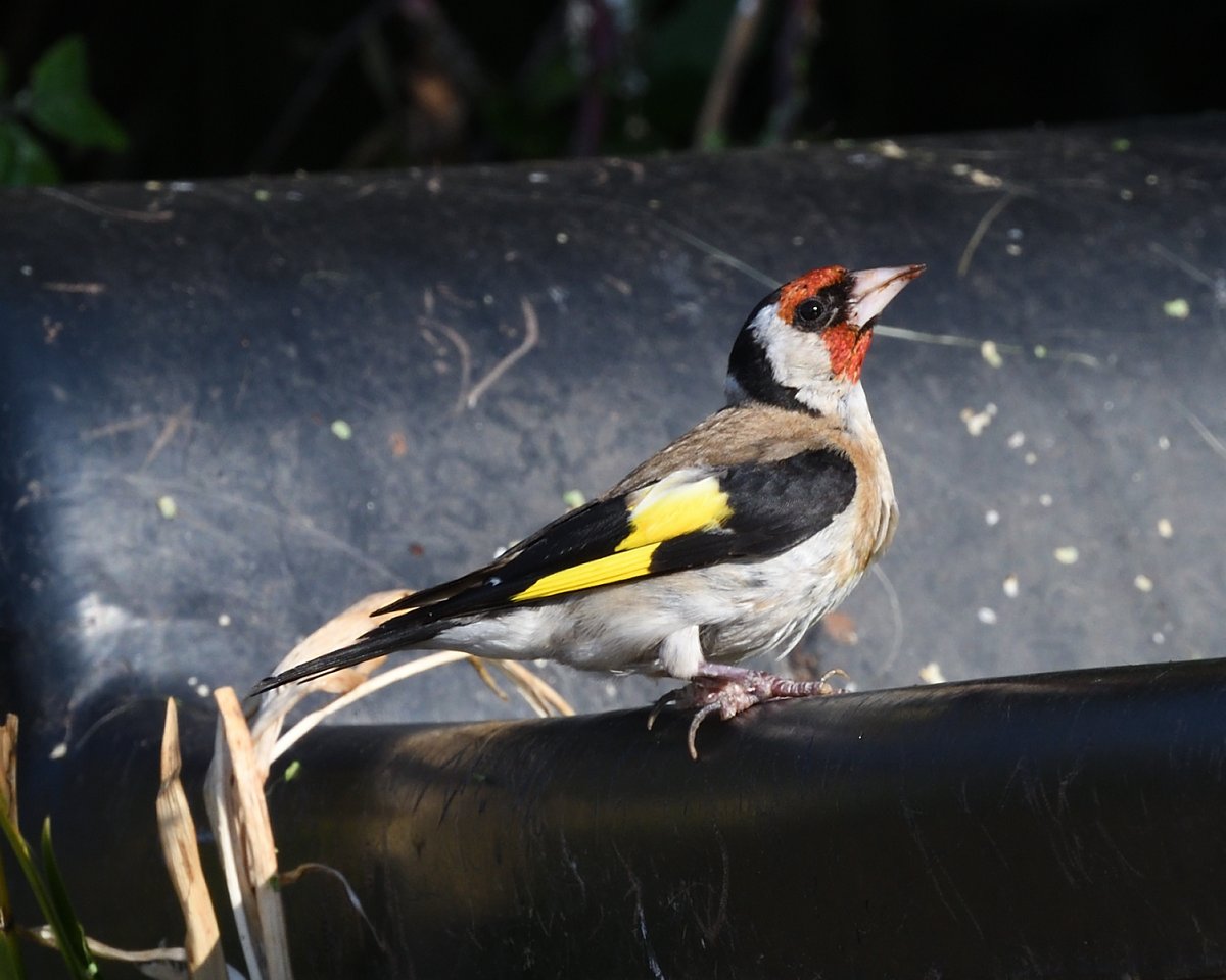 StephMurphy66's tweet photo. One murky water trough, filled with duck week and tadpoles. A great place to just stand and watch while many species had very early morning drink at Labrador Bay, #DEVON . Sadly some of the Goldfinch had quite bad papillomavirus. @Natures_Voice #LabradorBay https://t.co/169aQTXJme