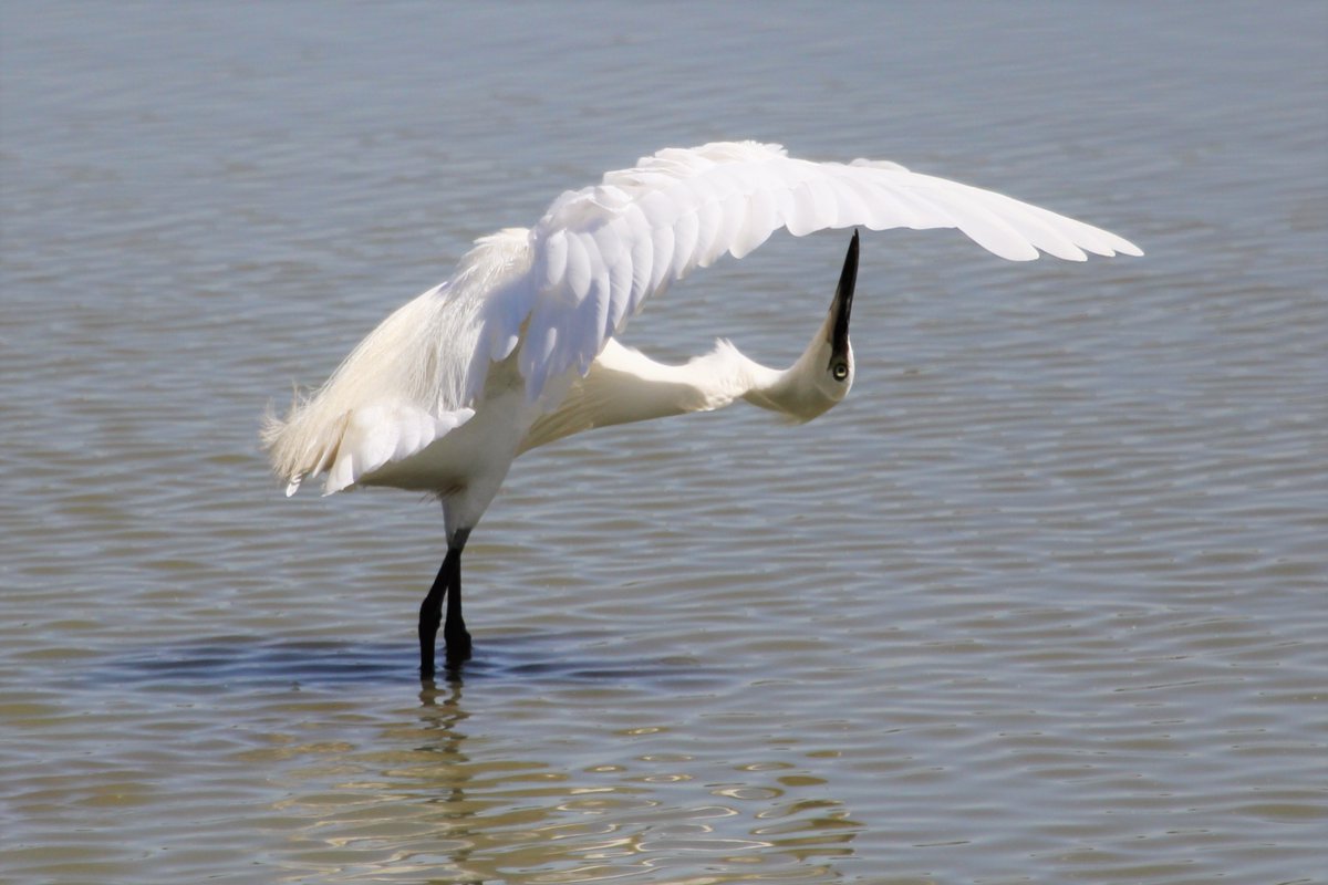 raptorwatcher's tweet photo. #LittleEgret @RutlandWaterNR @Rutlandbirds yesterday trying to work out how #BlackEgrets fish.๐ค๐ @ChrisGPackham @BBCSpringwatch @BirdingWatchingMag
#birdphotography #connectwithNature #Egleton #birding #loveNature https://t.co/WJP3AERdwT