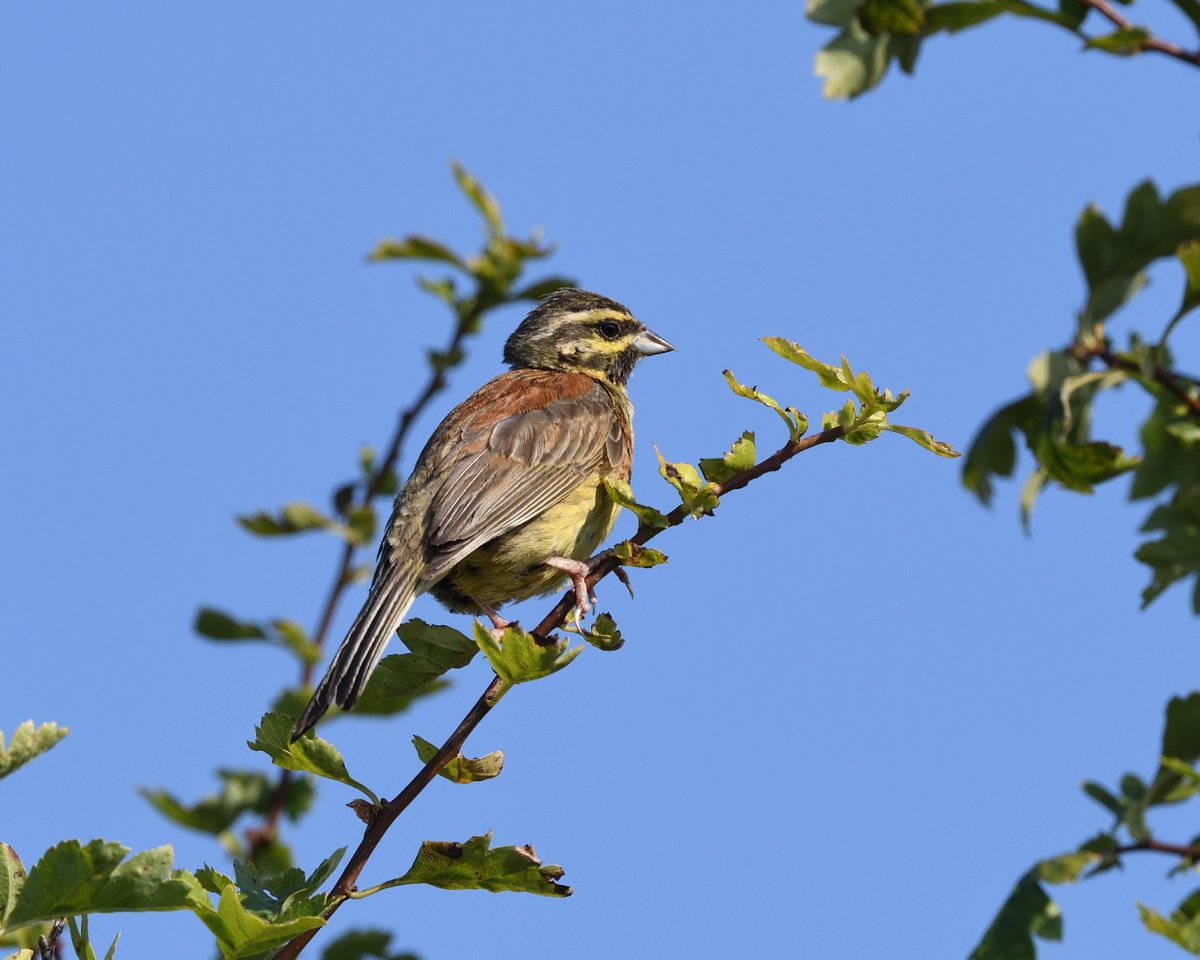 StephMurphy66's tweet photo. Cirl Buntings at #LabradorBay look to be doing good, with lots of juveniles in the bushes. It really is a perfect habitat for them with a large area of Fat Hen (chenopodium album) growing and supplementary feed in winter @Natures_Voice #CirlBunting #DEVON https://t.co/4sWIkMQgso