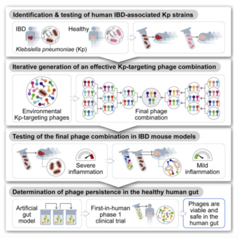 GMFHx's tweet photo. Klebsiella pneumoniae strains have been linked to IBD severity. @EranElinav et al. show the potential of suppressing human IBD-associated gut microbiota commensals by phage consortia for treatment of intestinal inflammation @CellCellPress https://t.co/RK3zxRjq9s https://t.co/hcXFCnfxlC