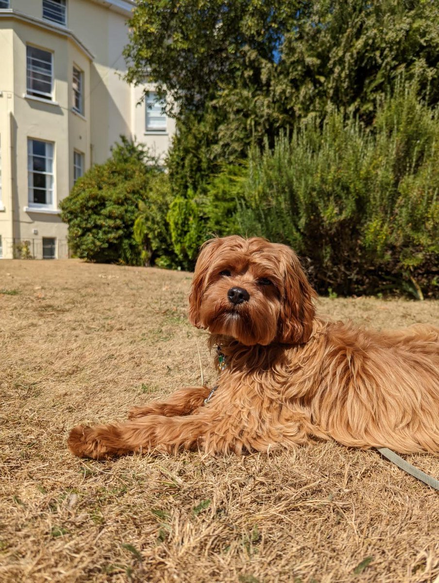 BeansBlog1's tweet photo. Have a great weekend. #Cavapoo #puppy https://t.co/V7PA9IxAUE