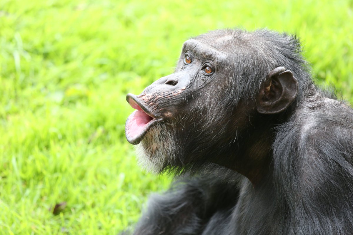 Tecumseh Fitch (@tecumsehfitch) on Twitter photo 2. Humans lack vocal membranes, meaning that we lost them in the last 6 million years of hominin evolution. We think this enables humans to have a more stable voice source, important for fine control of pitch in speech and song. Sometimes "less is more"! science.org/doi/epdf/10.11… 2. Humans lack vocal membranes, meaning that we lost them in the last 6 million years of hominin evolution. We think this enables humans to have a more stable voice source, important for fine control of pitch in speech and song. Sometimes "less is more"! science.org/doi/epdf/10.11…