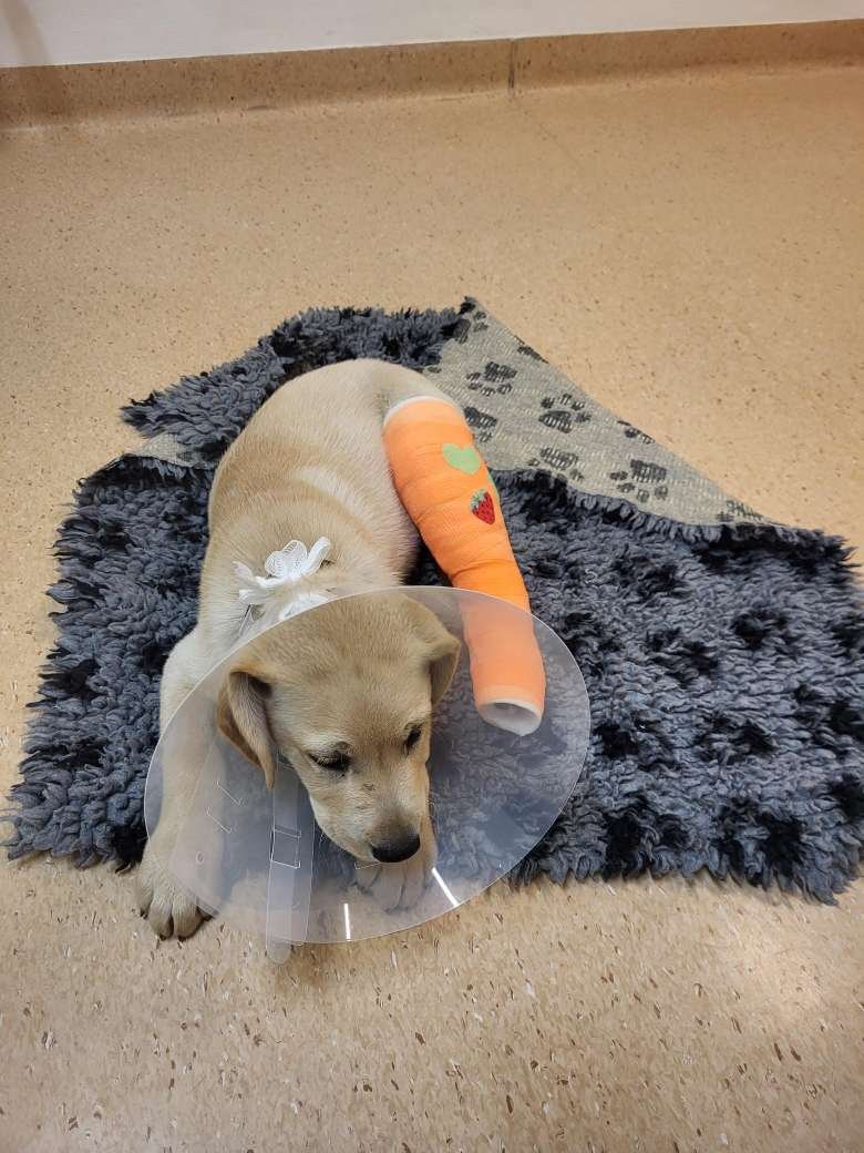 หมาโดนม้าเหยียบ ความซนเป็นเหตุค่ะ🐎🐎🐎🐎