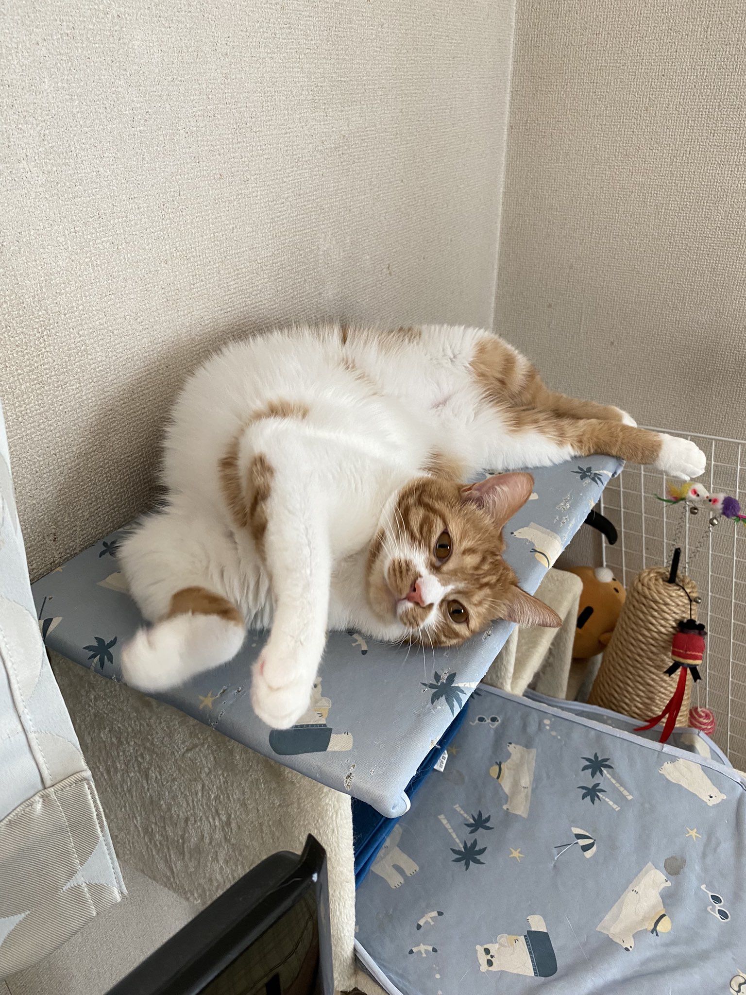 تويتر Krriie على تويتر 狭いところでも伸び 猫のいるくらし 猫 T Co Wg4pdob9fr
