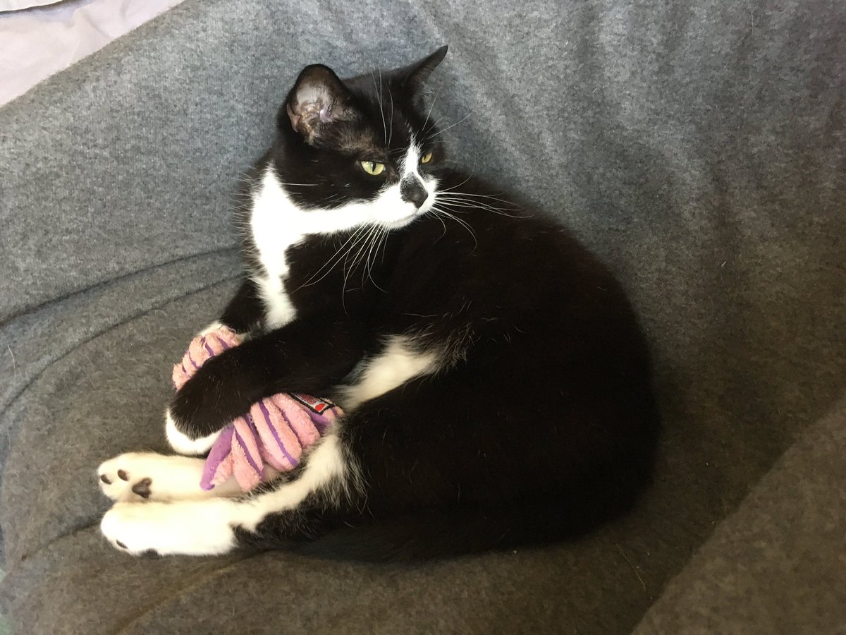 MadMissMeeks's tweet photo. MISSING CAT. Hi everyone, this is Mika’s humum Linda. She is missing since last night. Near corner Taff Embankment &amp; Ystrad, Grangetown, Cardiff. Please help spread the word! Thanks, Linda 07379 851880 @cat_samson @TreasuryMog https://t.co/4qGKMLWyX3