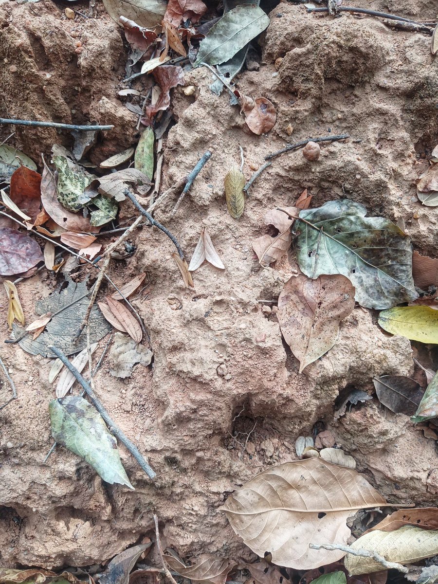 Ok, can anyone see the spider hole? Capuchins at Serra da Capivara regularly use stone tools to dig for these spiders, but first they have to find the nest. #primatarchaeology @TheLeakeyFndtn @iphes @MPI_EVA_Leipzig