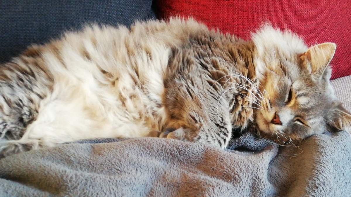 SquadraL's tweet photo. Onze poes heeft een zwaar leven. Een héél zwaar leven! 😂🤣

#catlove
#catfie https://t.co/nuJYKXkUMd