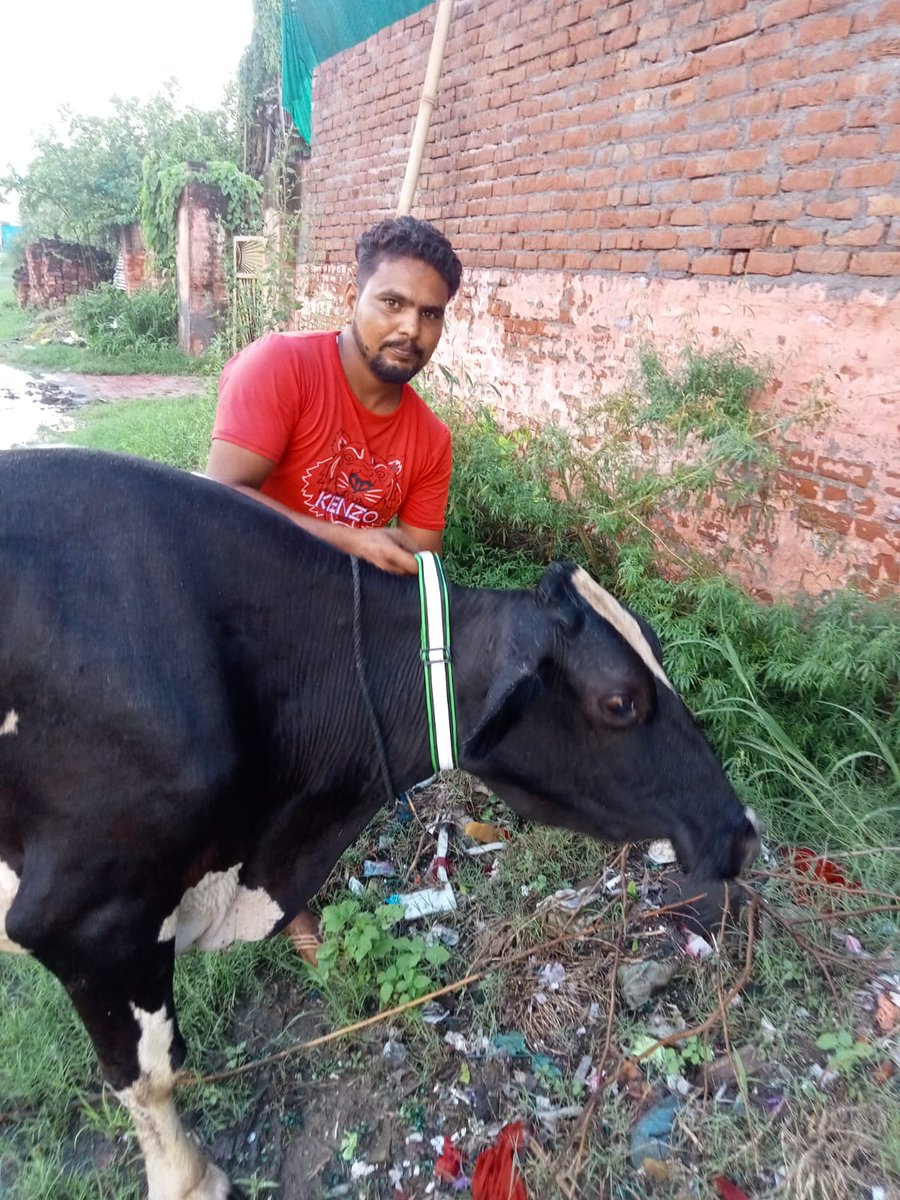 adityaagg333's tweet photo. Reflecting Band for Stray Cattle, help to decrease accident. 
Shri Krishan Gopal Gaushala, Kunjpura, karnal

#straycattlefreedistrict 

@cmohry @SharwanKumarBjp @DCKarnal @karnalsmartcity https://t.co/NOva02WWb8