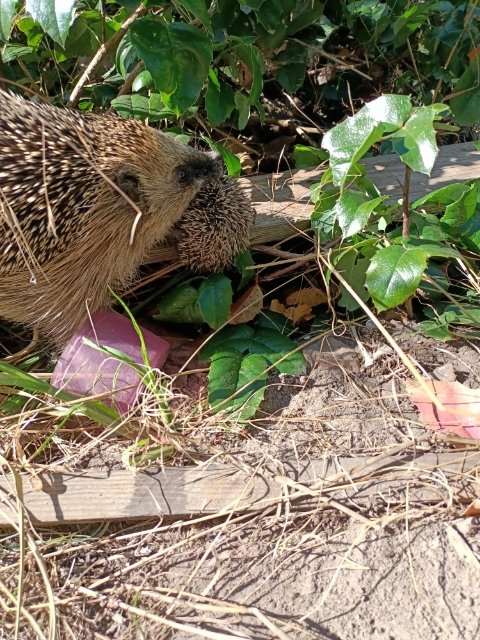 johnusmithu1's tweet photo. Hedgehog family. Sleepy cat https://t.co/QPT8vhGcOW