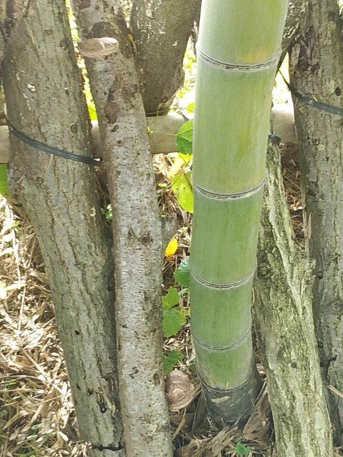 @inukaisizuku タケとキノコだって共存できるはずだ 