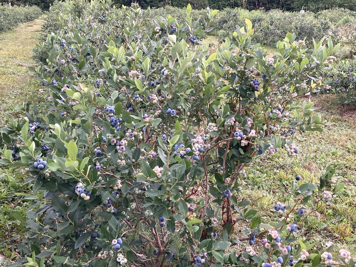 wrightbees's tweet photo. Loads of blueberries ready for picking! The upick for blueberries, raspberries and currants as well as the market will be open today from 9-6. Lots of fresh produce arriving from the field daily. Stop by and grab some goodness! #nlwrights #alwaysfreshalwayslocal https://t.co/JqbecXRO6X