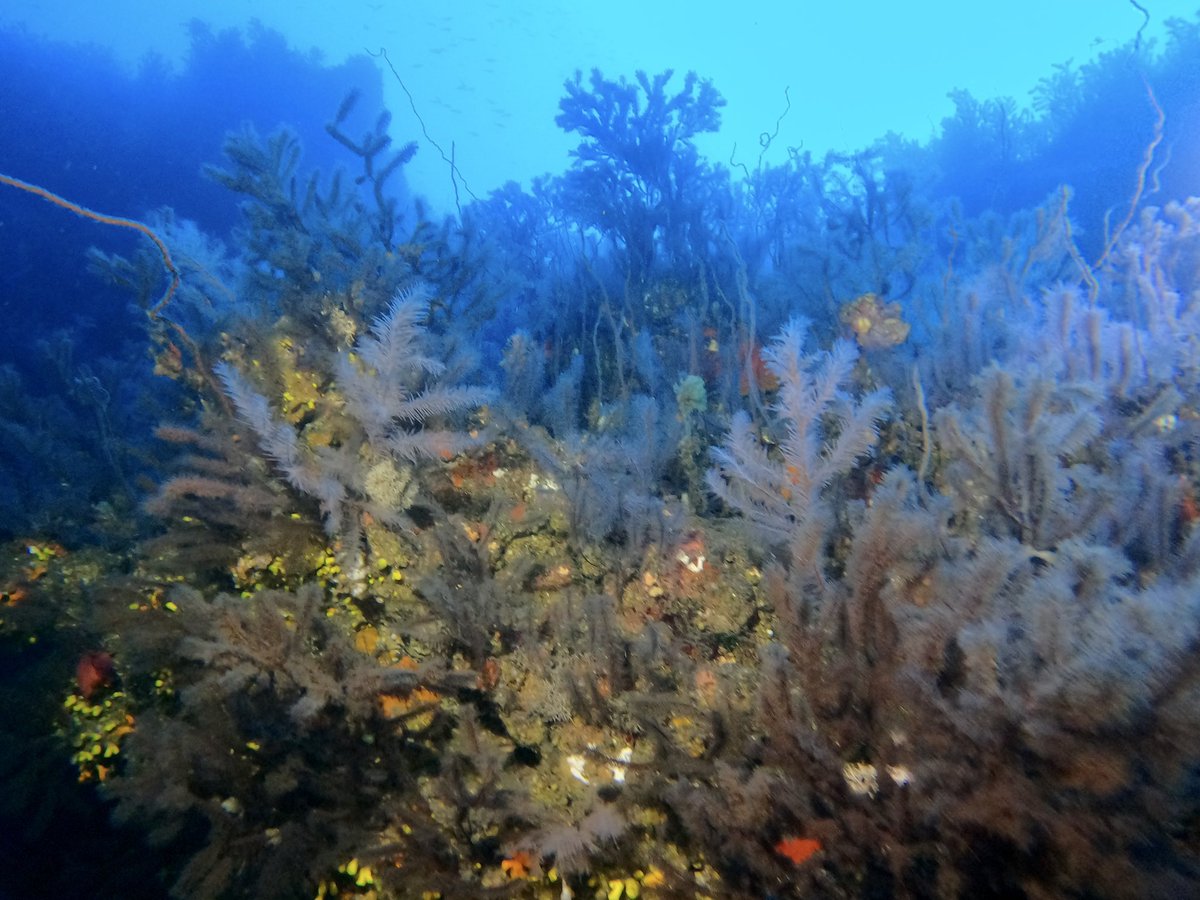 philebo73's tweet photo. Shedding light on Cabo Verde mesophotic black coral forests. Today we found a  Tanacetipathes forest at 70 meters depth. Day 7, DISCOVER mission 
@UMREntropie @maf_world @CoralReefFish @INEE_CNRS @UnderThePole @ECOAQUA_IU @OOBanyuls https://t.co/ziFPxIbFo5