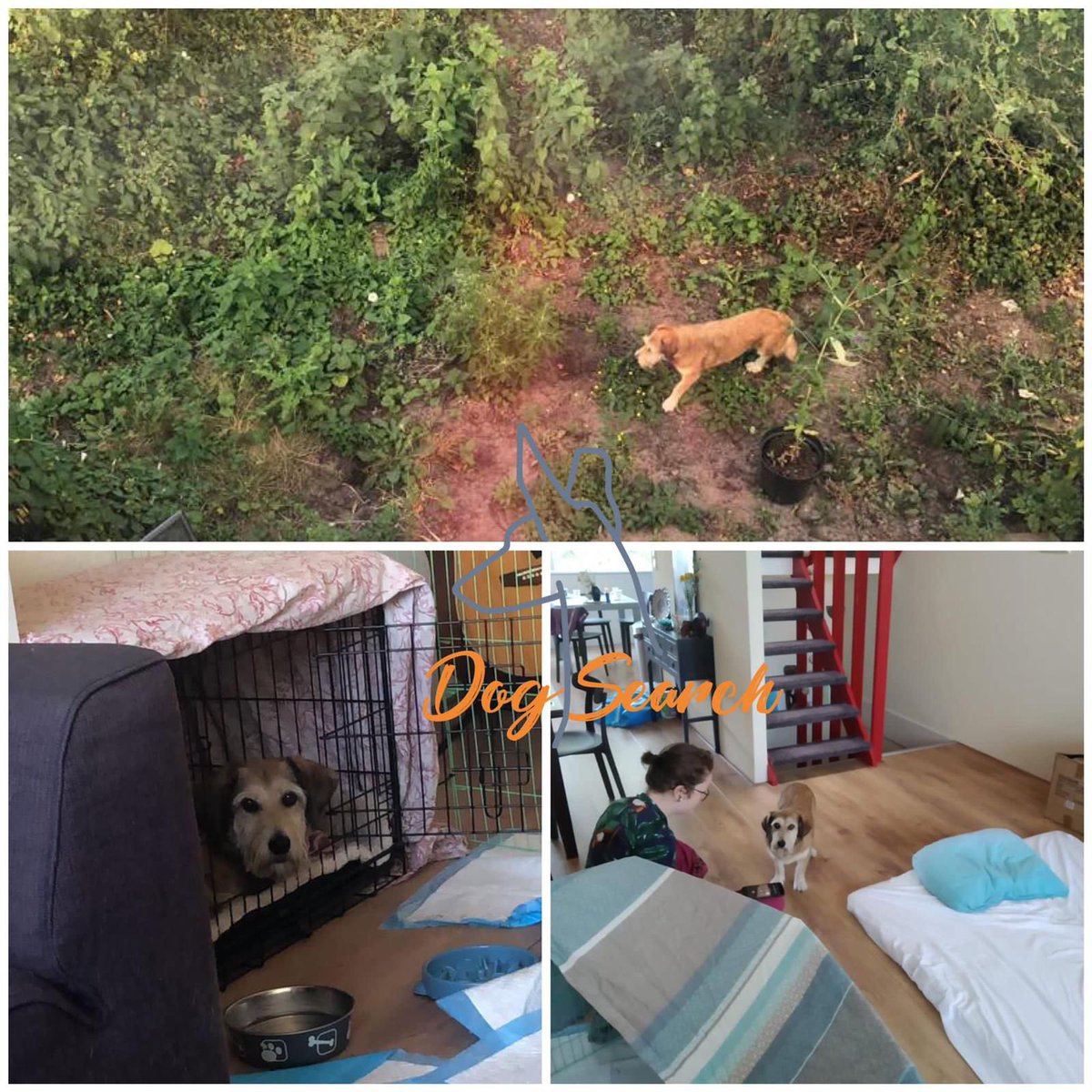 DogsearchNL's tweet photo. 🎉update #stala #amsterdam🎉
https://t.co/ddXIEYWKVp https://t.co/WUUdeW82hI