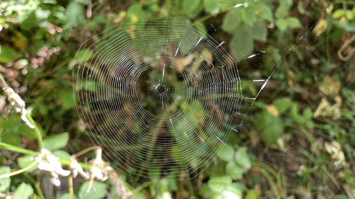 peterrowlett's tweet photo. Out for a walk this morning, this web got my son and I chatting about how the Flatland inhabitants called Circles arenβt really circles but are just polygons with lots of sides.
#tmwyk (Is #FoundMath still a thing?) https://t.co/J5Y33zIiyy