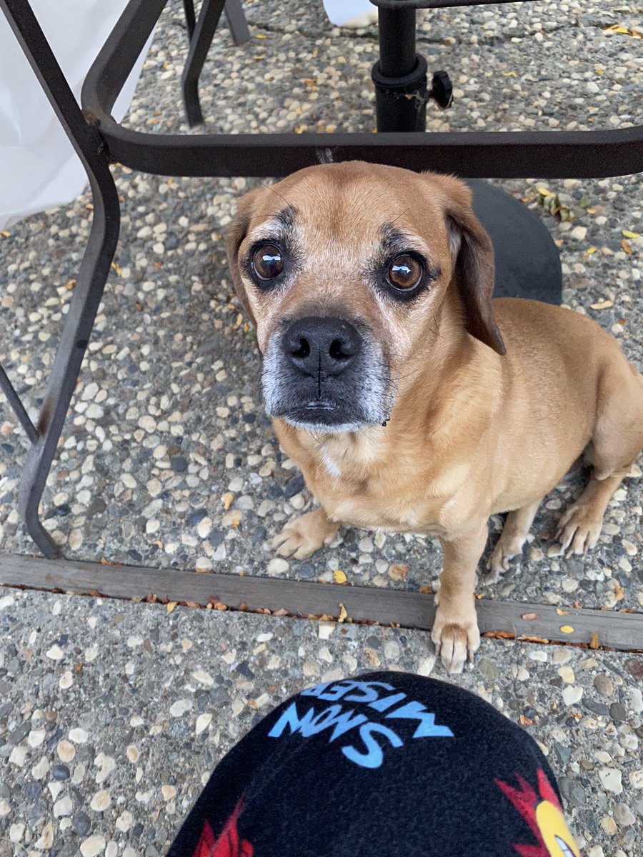 s2ksav's tweet photo. He’s gone. My best friend is gone. I felt his heart stop. When the vet gave him the sleep medication first, he started snoring like a pig. Like he was just taking a normal nap. I love you vinny. Wait for me, wherever you go. I’ll be sure to see you again one day. https://t.co/xvzZQetIFV