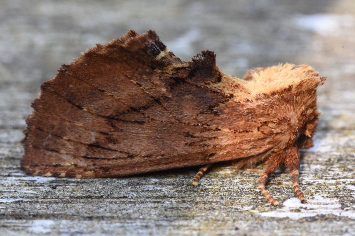 twheatear's tweet photo. Coxcomb Prominent brings a new hairstyle to the garden #teamMoth https://t.co/MCkw4MhRAp