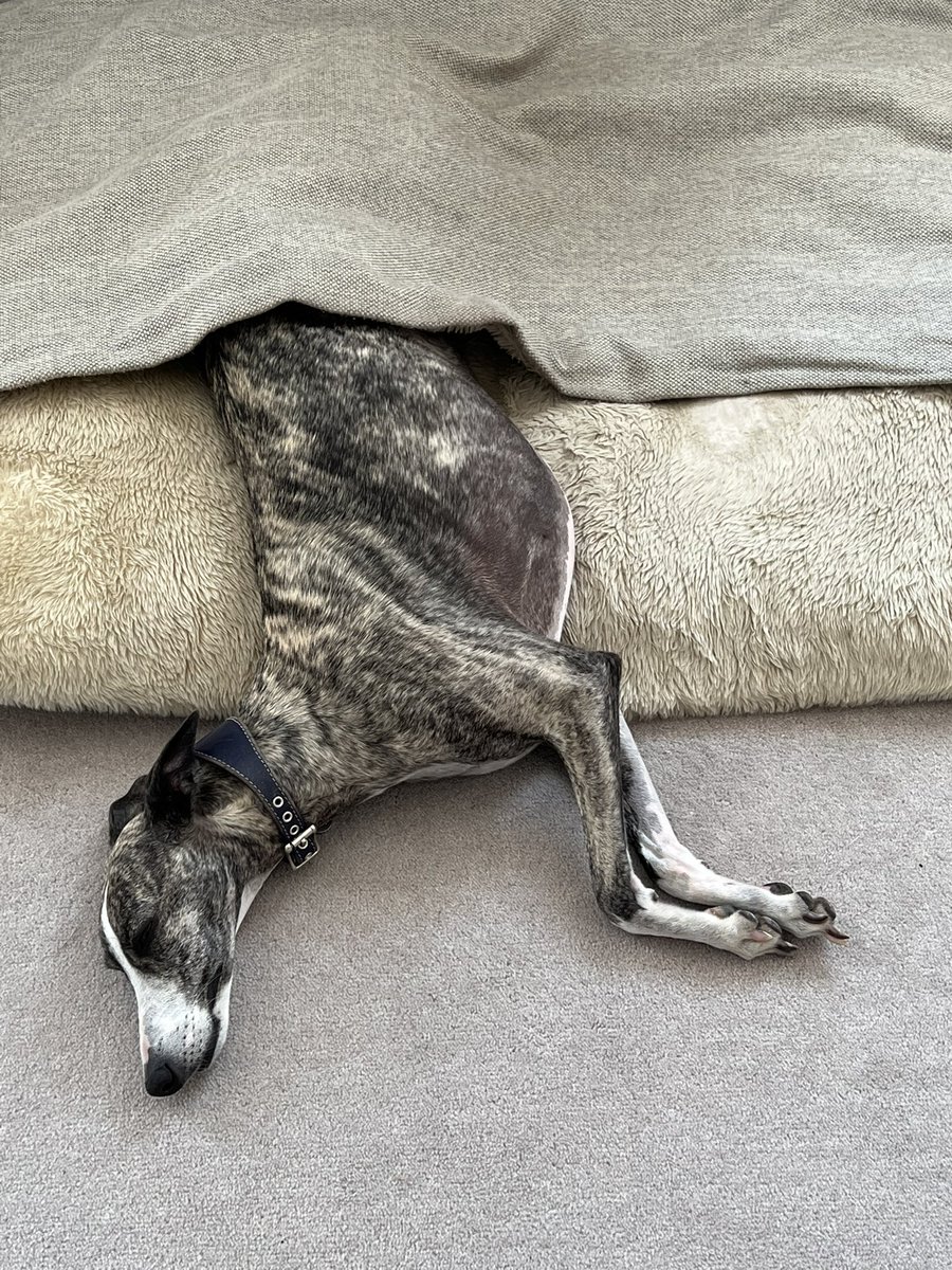 30c ☀️ 🥵 but still in my bed!! 🤪 #whippet