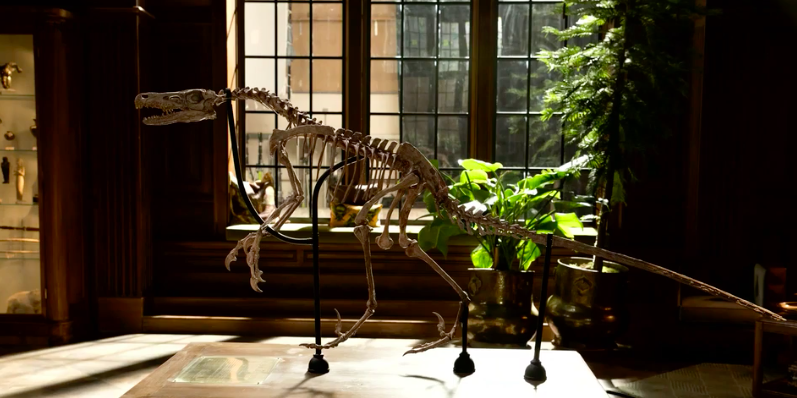 A reminder that accurate Velociraptors actually exists in the #JurassicPark universe. A Velociraptor skeleton cast was seen in Lockwood Manor during Fallen Kingdom.
#JurassicWorld #JurassicWorldDominion #JurassicWorldFallenKingdom