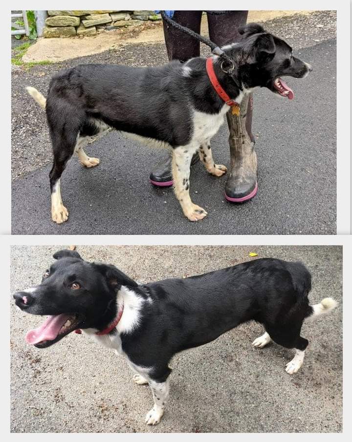 LurcherLink's tweet photo. Loki is a 2 and a half yr old Collie cross lurcher looking for a brand new home of his own 🥰🐾 Please help us find him his perfect place - please share in Collie groups too xxx ...
https://t.co/eQaXu0D2vh https://t.co/eUOsZ7oIkH