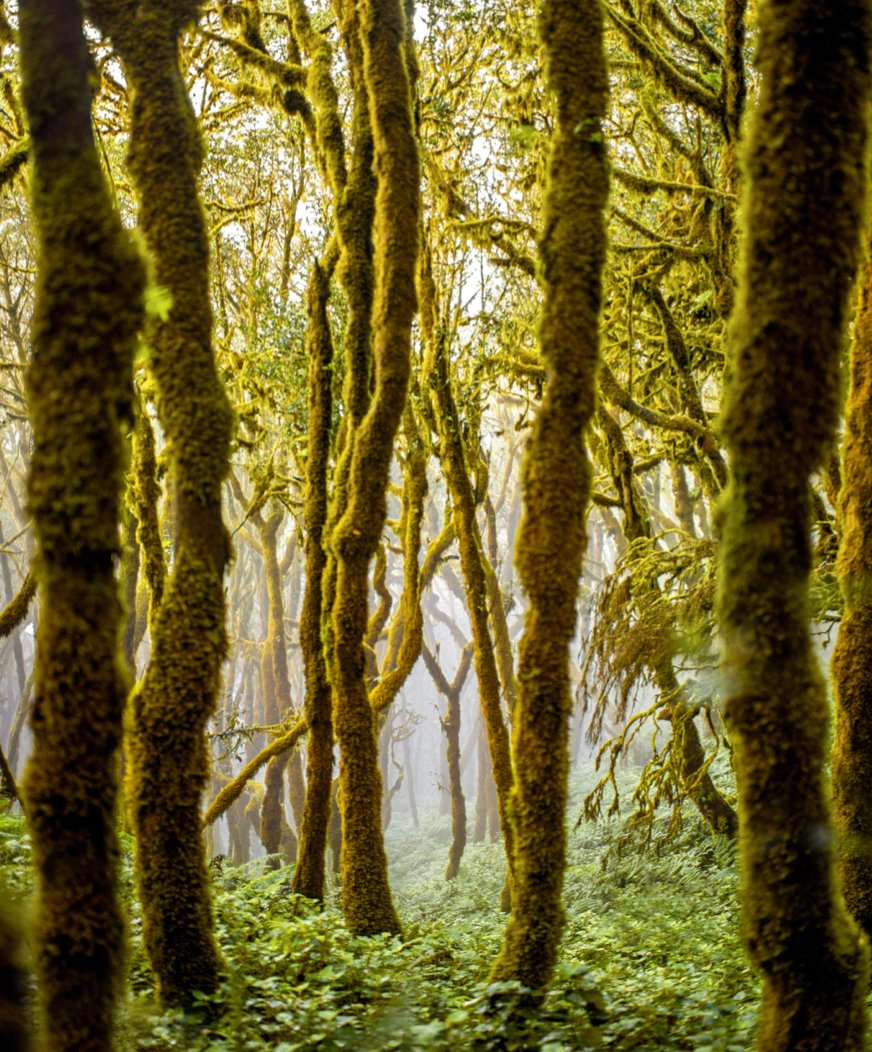 LaGomera.travel tweet media