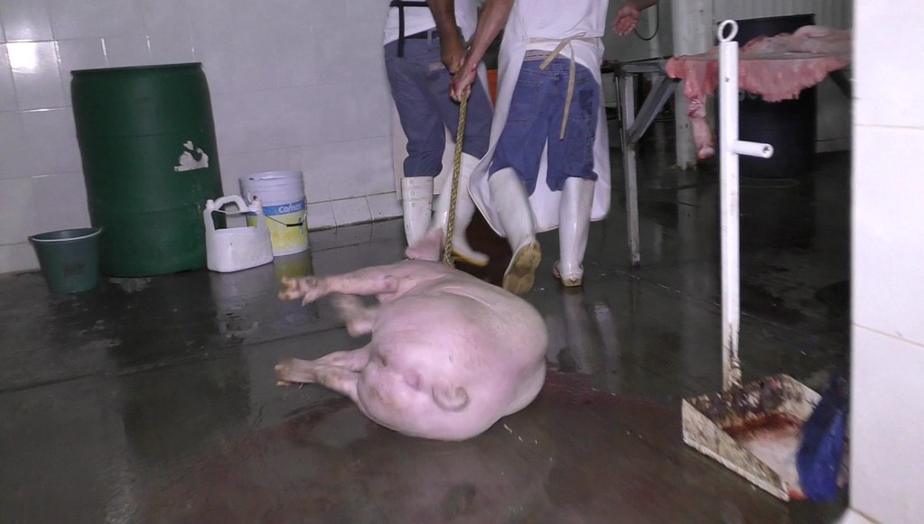 Paul_Vegano's tweet photo. Slaughterhouses are hell on earth for every animal trucked there. Animals are beaten, decapitated, boiled alive…all to feed humanity's greed and ignorance.
Stop Supporting Animal Cruelty.
GoVegan🌱🌎
#AnimalRights #GoVegan #EndSpeciesism #Vegan #RosesLaw https://t.co/Va8VpXW8JI
