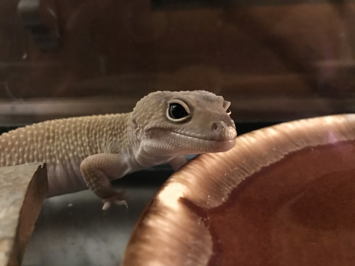 thealmightypig's tweet photo. This is P.H.🦎 https://t.co/LnBzwBAypK