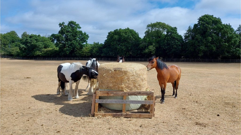 Due to the drought we have no grass left in our fields and are having to hay the horses. We don't usually have to do this in the summer. Please help by supporting our summer hay appeal. Thank you from the Diamond Centre and our very special horses.
justgiving.com/campaign/Diamo…
