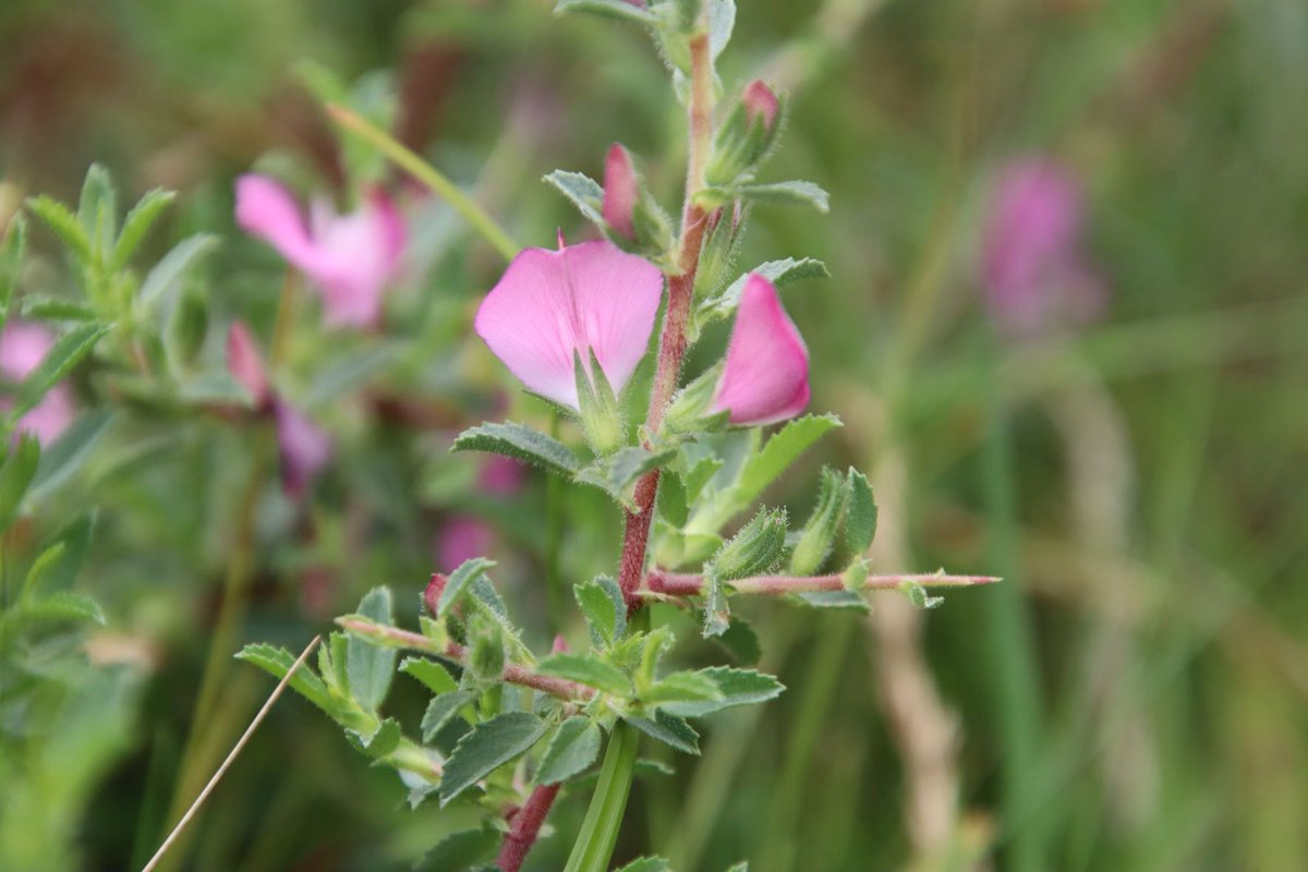 WWTCaerlaverock's tweet photo. Spiny restharrow – part of the pea family. Flowering in summer & early autumn, its blooms are pollinated by bees. Growing on the landward side of the Merse. Grazing cattle avoid it due to the protective spines that are in amongst the flowers.
#wildflower #spinyrestharrow https://t.co/RLEu6wUxwq
