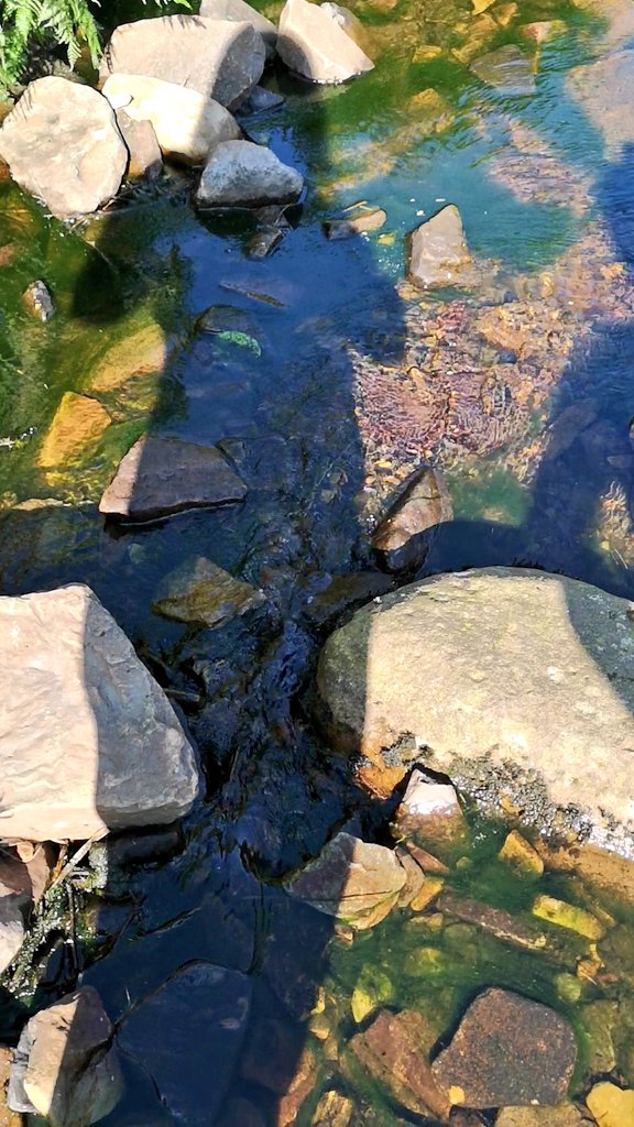 JoCooke's tweet photo. When you're asked to share your #whatsyourmove photos at work, who are we to argue? Sam and I took ourselves off to Langsett for a beautiful 5k walk 😊 @BerneslaiHomes #CustomerServices #activebarnsley https://t.co/NFVkXltzlM