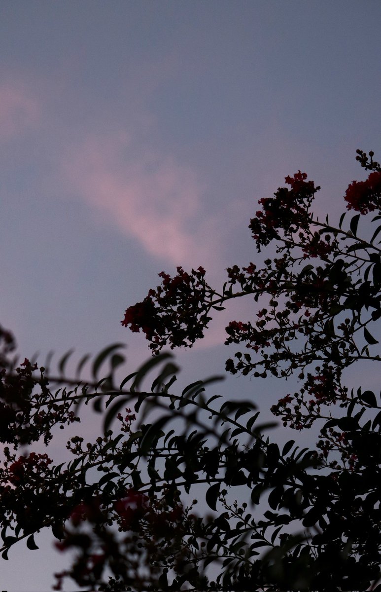 ShilohDyre's tweet photo. Pink skies and telephone lines ♡

#sky #skyphotography #photography #ky #kentucky #kentuckyphotographer https://t.co/qhIC9gh27E