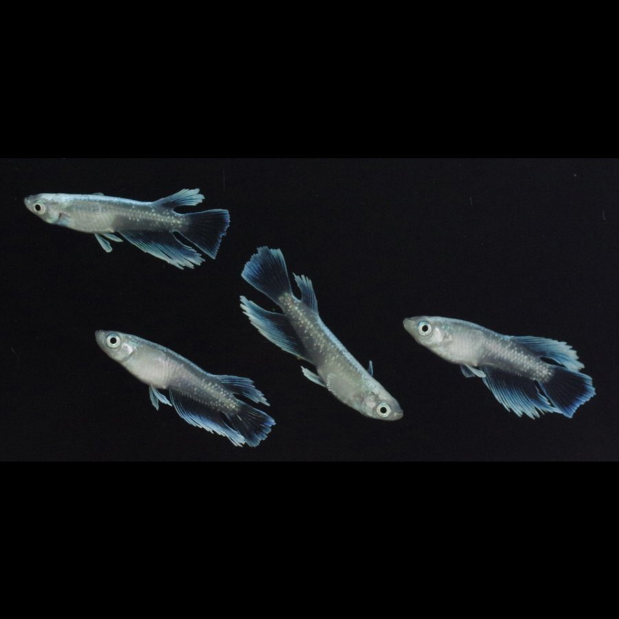 鰻屋 夜桜リアルロングフィン めだか 3ペア 現物出品 Emailmkt Vitasupply Com Br
