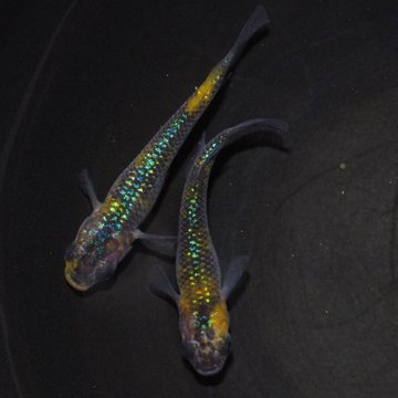 メダカ販売 めだか通販 Medakarium