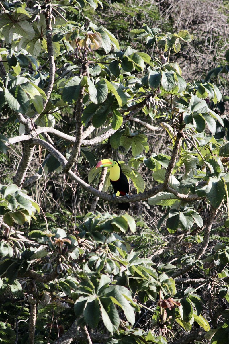 Caroline Ange tweet media