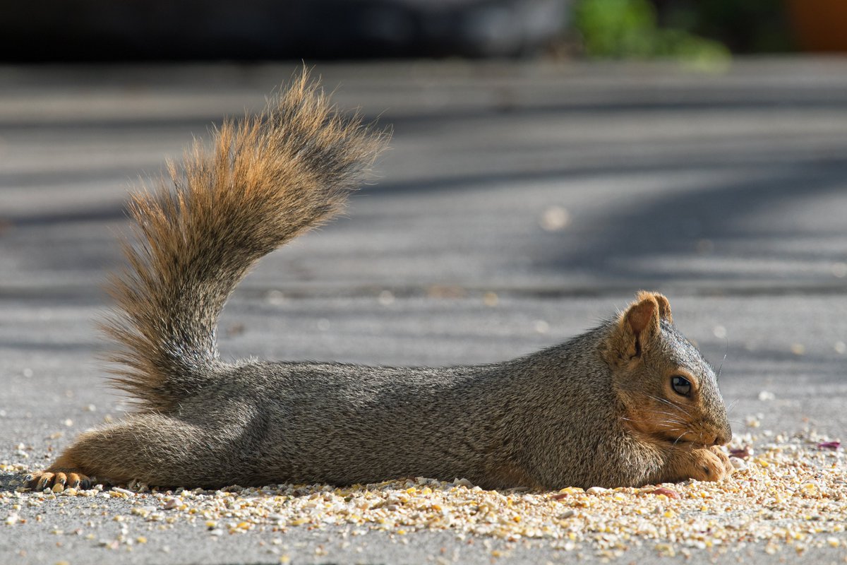 NewsBFM's tweet photo. 1. People in New York have been told to not be alarmed by “splooting” squirrels, amid the current heatwave.

“If you see a squirrel lying down like this, don't worry, it's just fine. On hot days, squirrels keep cool by splooting,” the city’s Department of Parks &amp; Recreation said. https://t.co/4qmRIRHpGQ