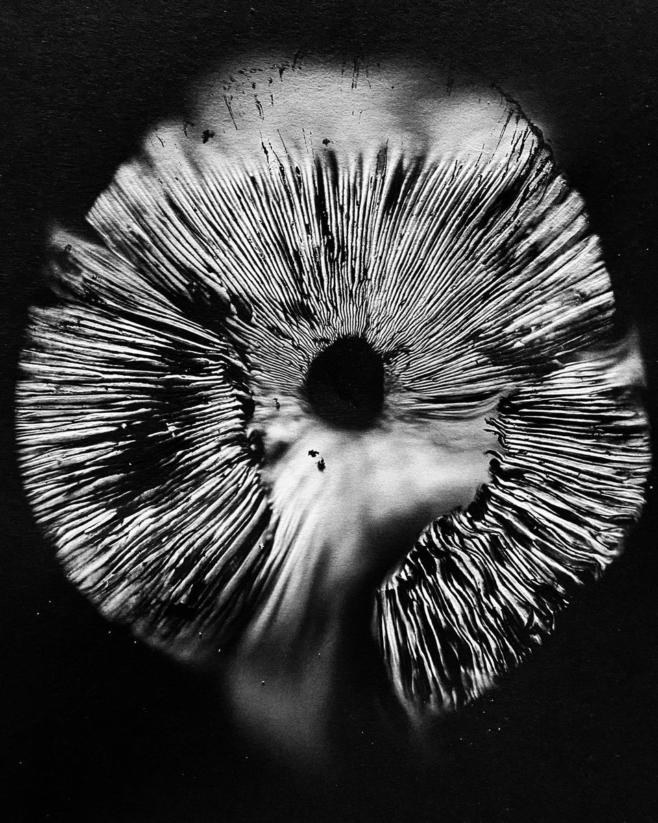 mfs3168's tweet photo. #sporeprint #fungi #fantasticfungi @fungiperfecti https://t.co/qgIA2JReUN