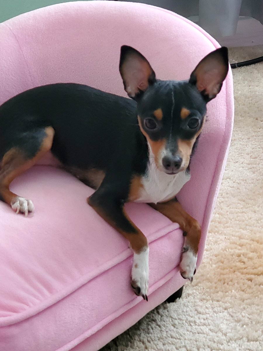 Cookinchefcindy's tweet photo. @MaurielleTV Hampton is absolutely beautiful! Oreo and I are  glad you're feeling better https://t.co/lCrWSvPeTl