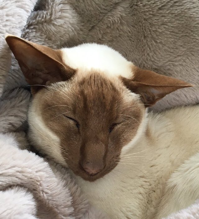 Diablo_Siamese's tweet photo. Update on disappearing #HandsomeDevils 😈#MeezerMask 3 months ago versus today ##GlobalWarmingIsReal 🌡#UKExtremeWeather @jolenehunter #CatsOfTwitter #catsofinstagram https://t.co/QubzRkK8ur