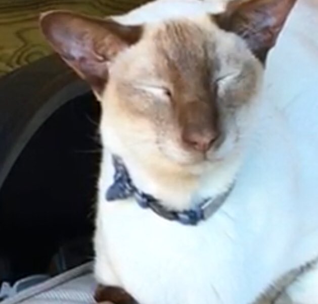 Diablo_Siamese's tweet photo. Update on disappearing #HandsomeDevils 😈#MeezerMask 3 months ago versus today ##GlobalWarmingIsReal 🌡#UKExtremeWeather @jolenehunter #CatsOfTwitter #catsofinstagram https://t.co/QubzRkK8ur